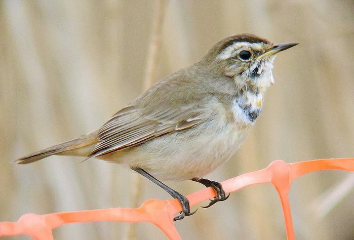Bluethroat