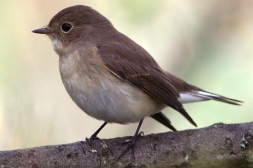 Red-breasted Flycatcher