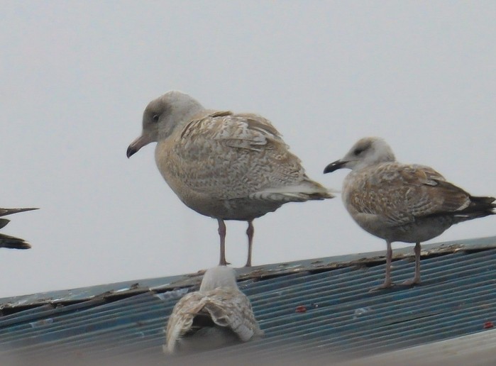 Glaucous Gull