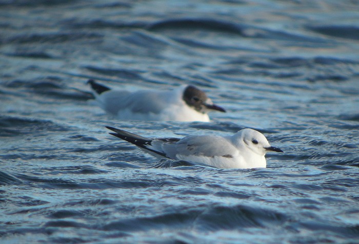 Bonaparte's Gull