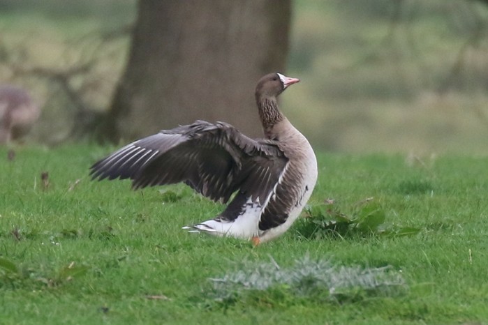 Russian White-fronted Goose