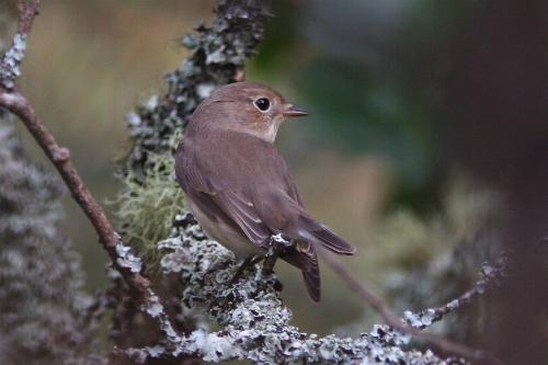 Red-breasted Flycatcher