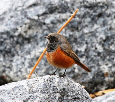 Eastern Black Redstart