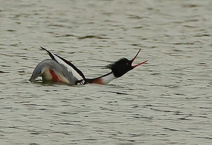 Red-breasted Merganser