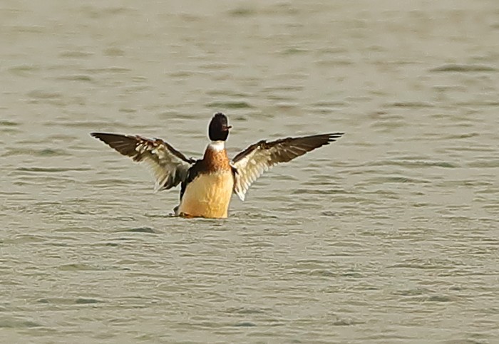 Red-breasted Merganser