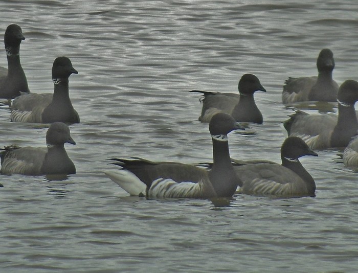 Black Brant