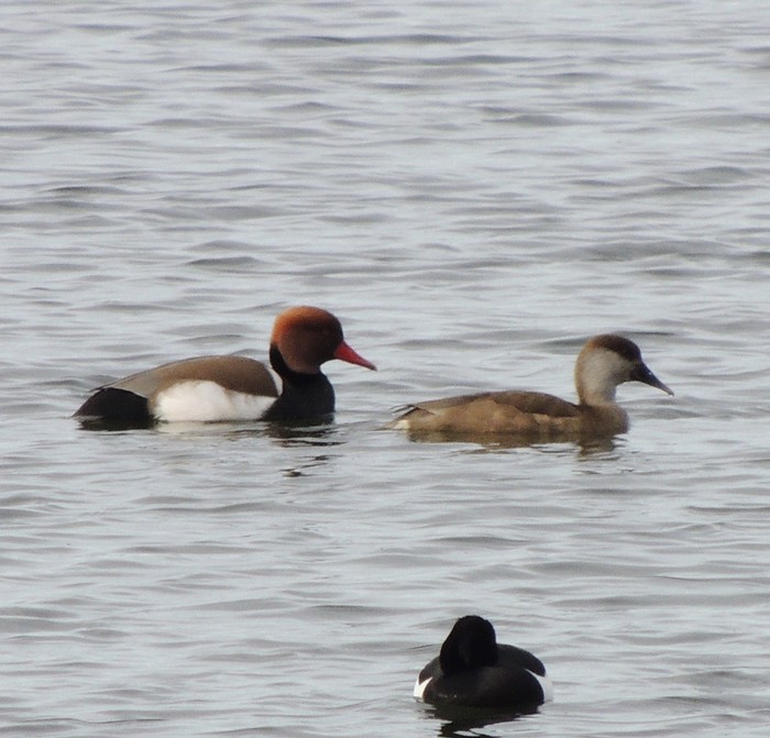 Red-crested Pochard