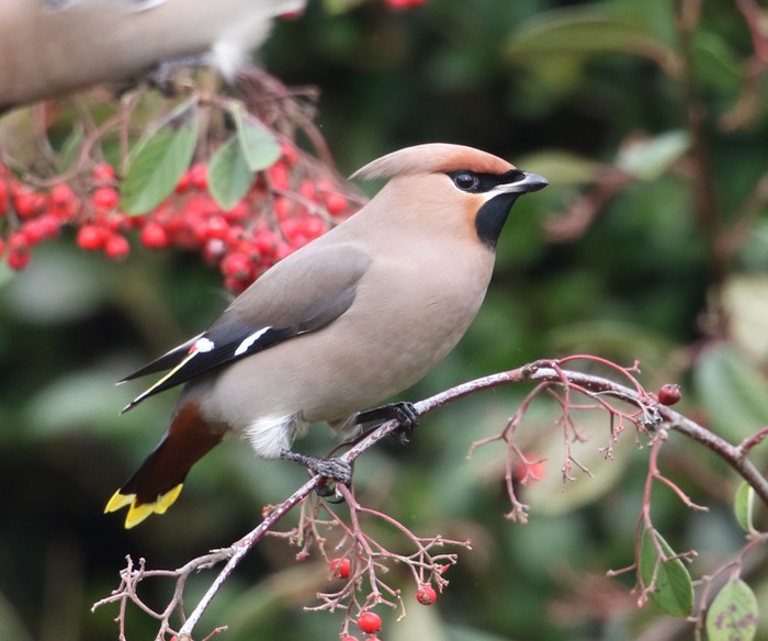 Waxwing