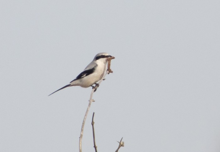 Great Grey Shrike