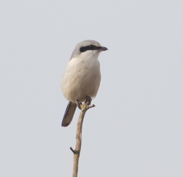 Great Grey Shrike