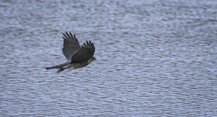 Sparrowhawk