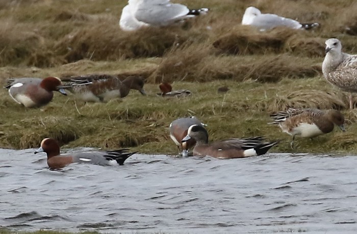 American Wigeon
