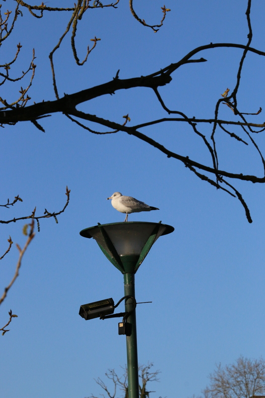 Ring-billed Gull