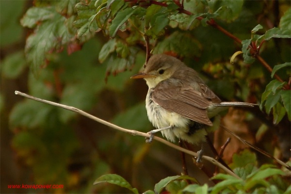 Melodious Warbler