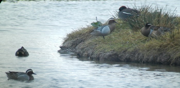 Garganey