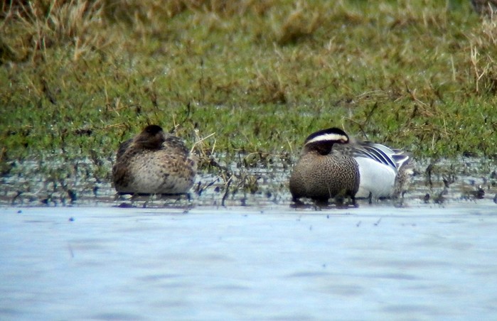 Garganey