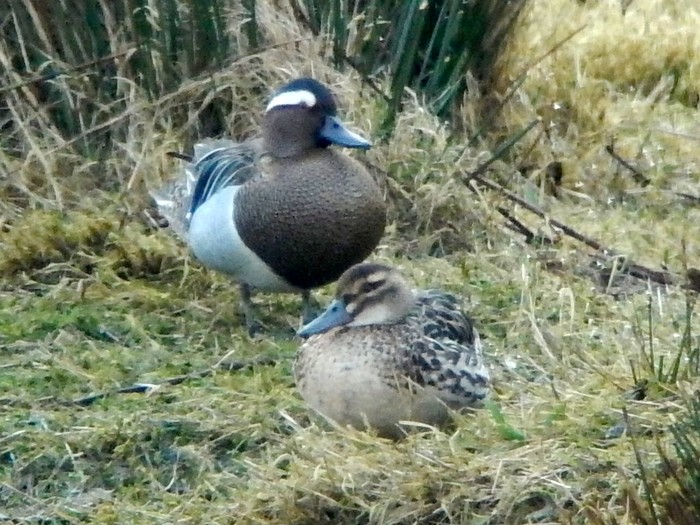 Garganey