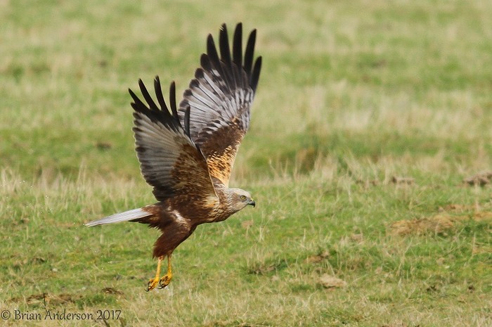 Marsh Harrier