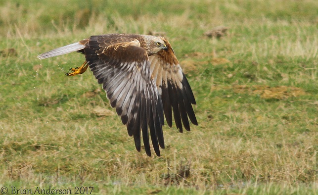 Marsh Harrier