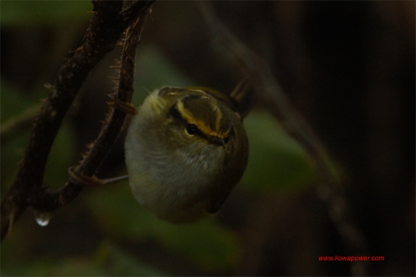 Pallas's Warbler