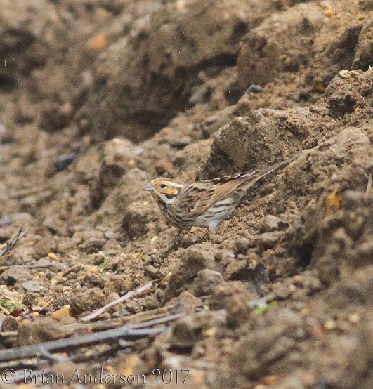 Little Bunting