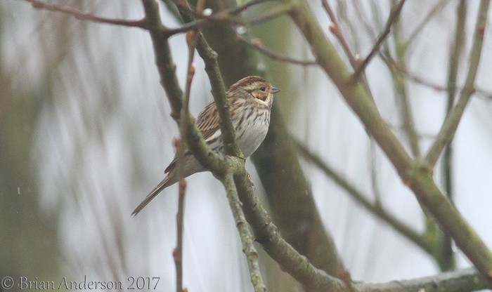 Little Bunting