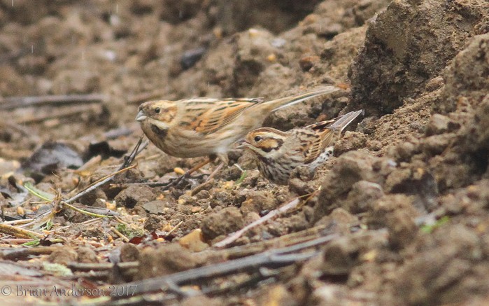 Little Bunting