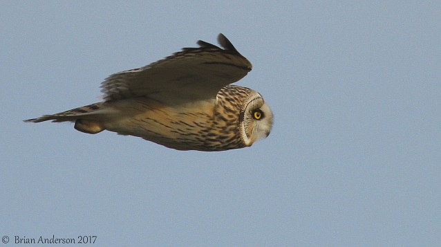Short-eared Owl