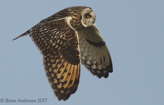 Short-eared Owl