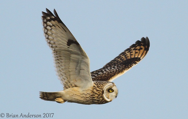 Short-eared Owl