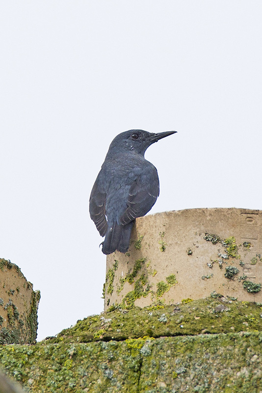 Blue Rock Thrush