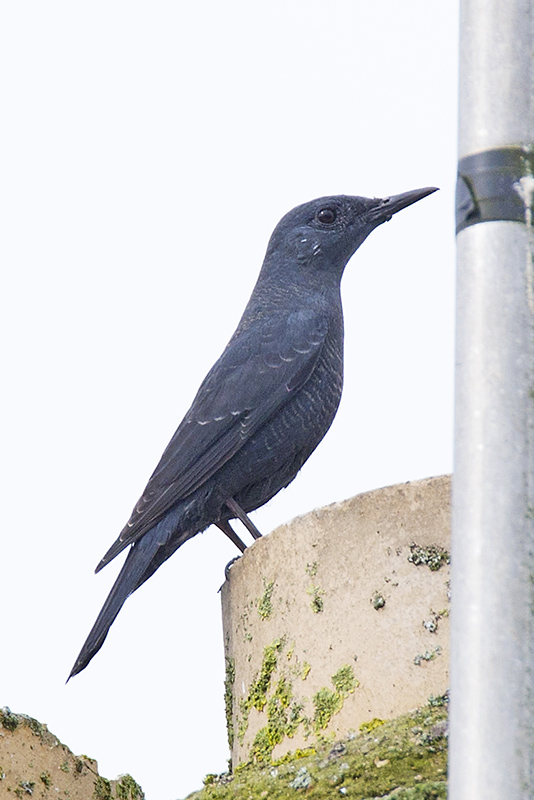 Blue Rock Thrush