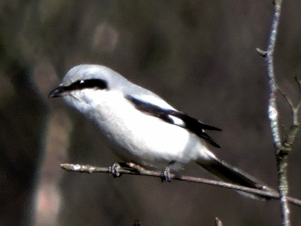 Great Grey Shrike