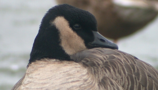 Richardson's Canada Goose