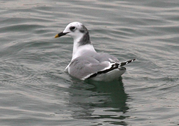 Sabine's Gull