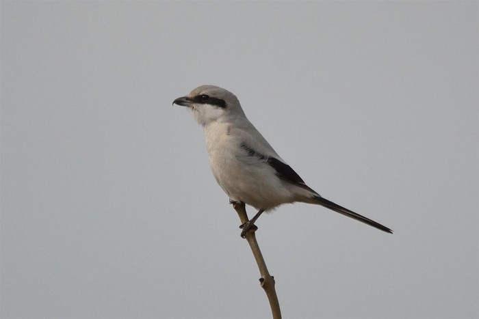 Great Grey Shrike