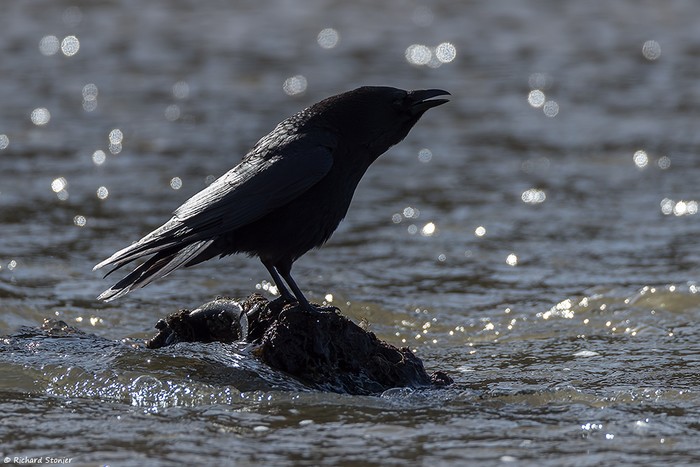 Carrion Crow