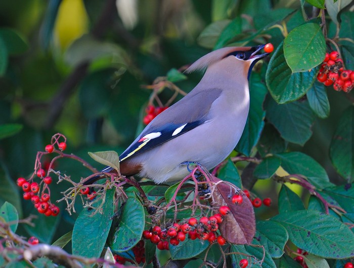 Waxwing