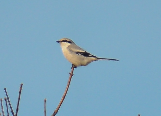 Great Grey Shrike