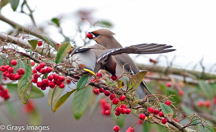 Waxwing