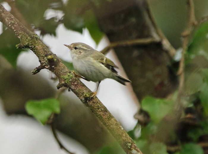 Hume's Warbler