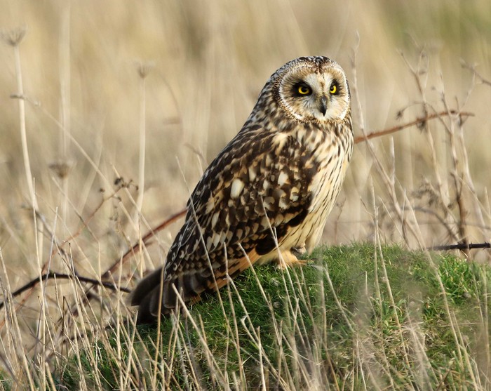 Short-eared Owl