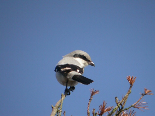 Great Grey Shrike