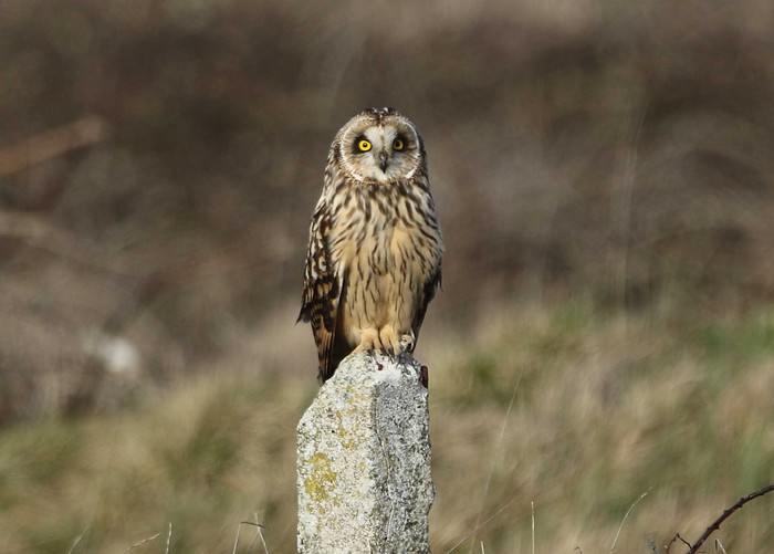 Short-eared Owl