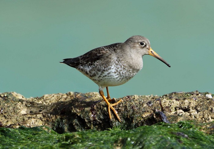 Purple Sandpiper