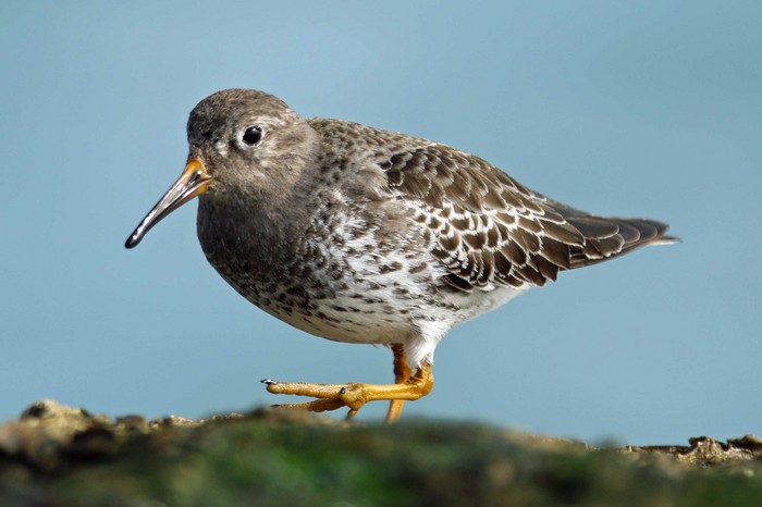 Purple Sandpiper