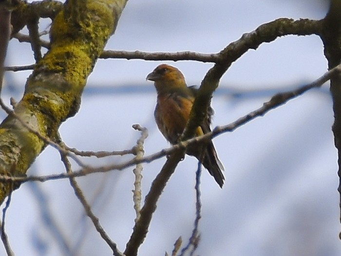 Crossbill