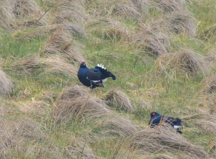 Black Grouse