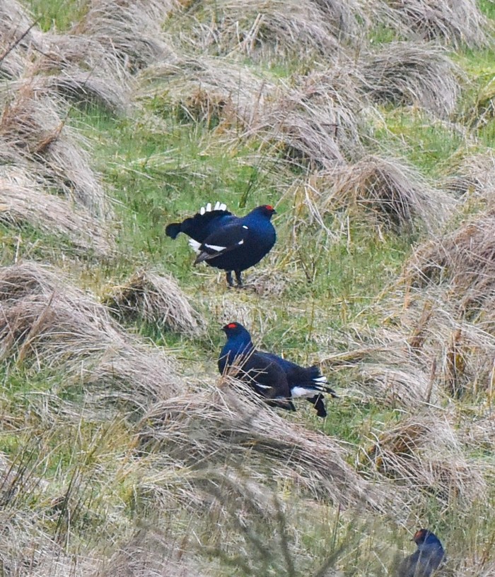 Black Grouse