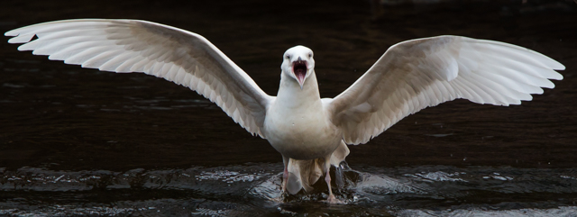 Iceland Gull